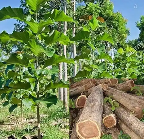 Valsadi Sag Plant